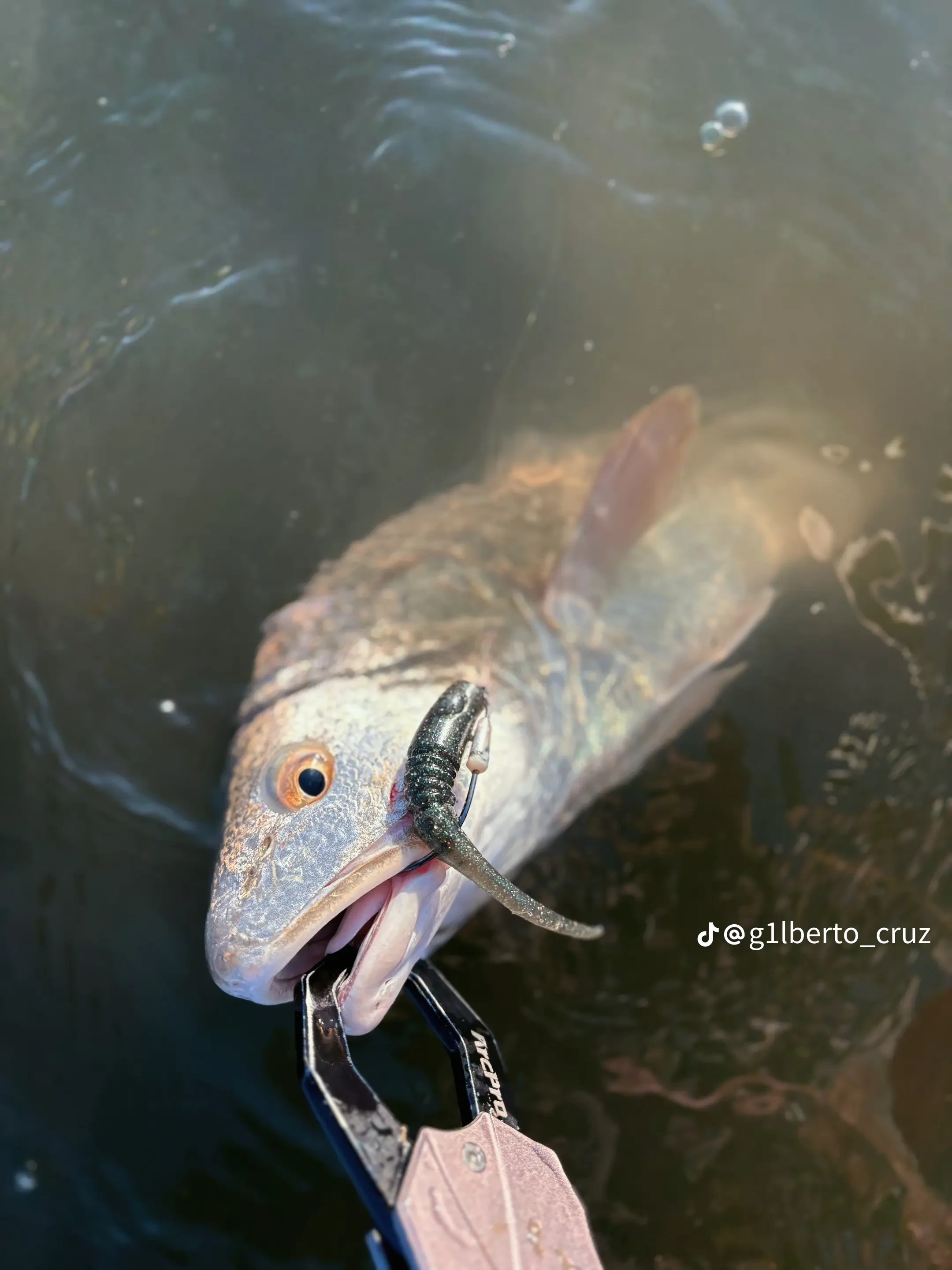 Gulf Coast redfish caught on KTX Baits soft plastic